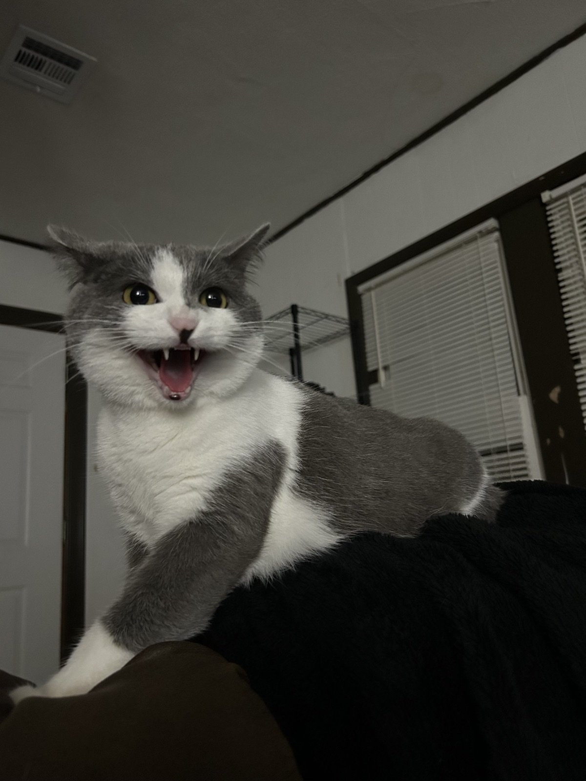 The same cat mid-yowl with her mouth wide open, as if mid-complaint