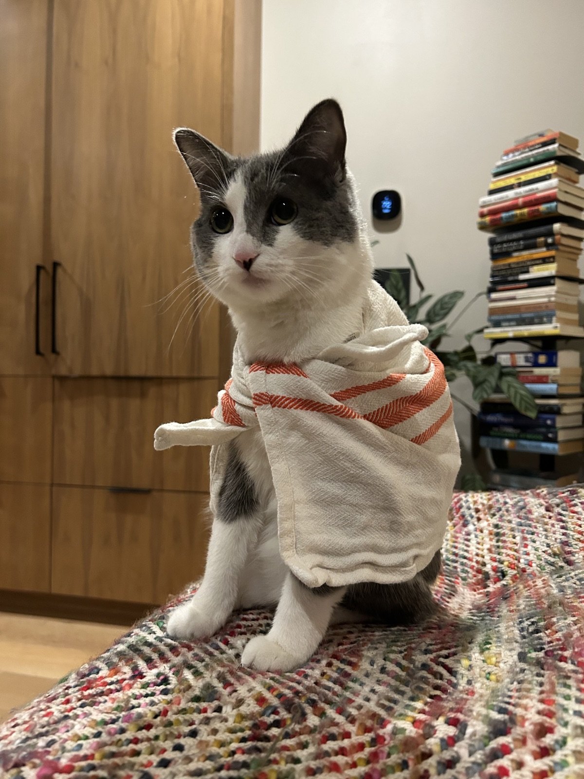 Grey and white cat sitting up regally, draped in a striped kitchen towel like a robe